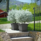 thumbnail of Kübel KREA quadratisch 30 cm anthrazit