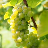 thumbnail of Plants de Raisin- Vitis vinifera Chardonnay Set de 3 Hauteur 25-40cm