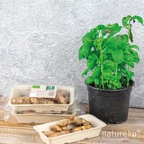 thumbnail of Natureko Suikerriet snackbakje A5 bruin