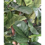 thumbnail of VERT ESPACE plante artificielle lyrata BL 180 cm