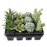 thumbnail of VERT ESPACE plante artificielle succulentes assortiment 12 pieces 20 cm