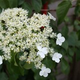 thumbnail of Kletterhortensie - Hydrangea Petiolaris 3er Set Höhe 25-40cm