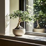 thumbnail of Bonsaï - Ficus microcarpa Ginseng Set de 2 Hauteur 30-40cm