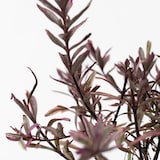 thumbnail of Hebe pinguifolia - Mix van 6 Hoogte 15-20cm