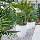 thumbnail of WellHome - Blumentopf aus Rotationsgeformtem Polyethylen 40L Ø40x40cm in der Farbe Weiß - Top garden Accord