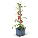 thumbnail of Gusta Garden TOM TOMATO 3er-Set blau