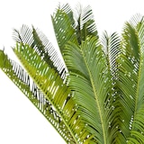 thumbnail of Kunstplant / Kunst palmboom CYCAS kunststof groen - hjh OFFICE