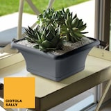 thumbnail of ArtPlast - Vierkante pot van 30 cm met terracotta schotel