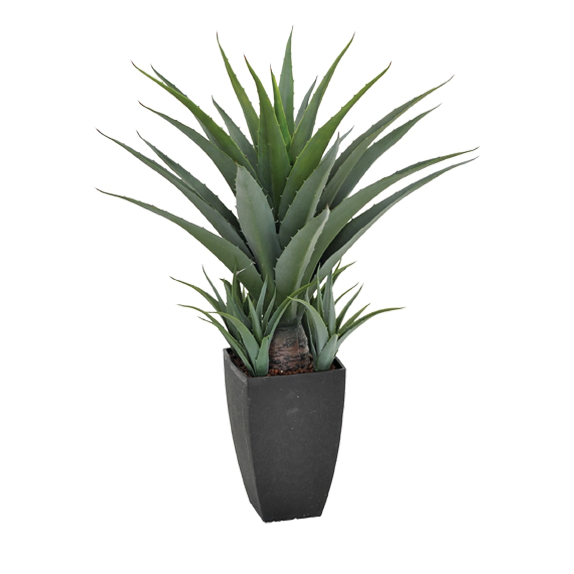 Agave 73 Cm