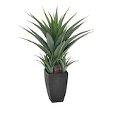 thumbnail of Agave 73 Cm