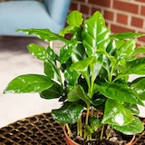 thumbnail of Coffea arabica – Exotische Kaffeepflanze für dein Zuhause, ca. 15 cm hoch, Topf-Ø 9 cm