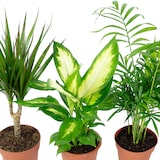 thumbnail of 3er-Set Zimmerpflanzen Chamaedorea, Dieffenbachie, Dracaena - Topf-Ø 12 cm