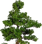 thumbnail of CREATIV green künstliche Pflanze Bonsai Lärche, ca 155cm