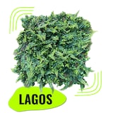 thumbnail of GeckoWall “LAGOS” | Pared de plantas de la selva premium | Revestimiento de paredes para hostelería plantas artificiales | Paneles de pared tropical
