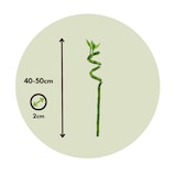 thumbnail of Bambou de la Chance - Dracaena sanderiana Set de 6 Hauteur 40-50cm