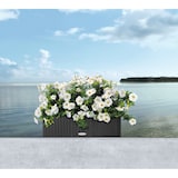 thumbnail of LECHUZA BALCONERA Cottage 50 Outdoor Pflanzgefäß Wand-montiert Polypropylen (PP) Grau