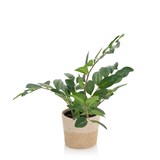 thumbnail of Planta artificial ZAMIE verde hjh OFFICE