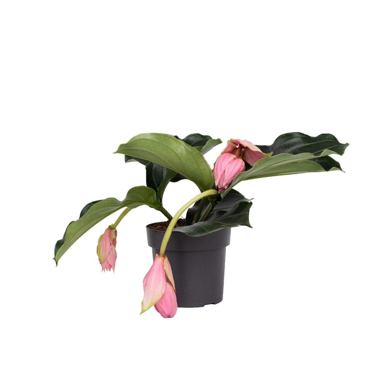Plant in a Box Medinilla Magnifica - Medinillie Höhe 40-50cm