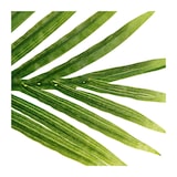 thumbnail of Plante artificielle Palmier en pot H 170 cm