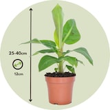 thumbnail of Areca, Chamaedorea, Coffea, Musa - Trendige Zimmerpflanzenmischung 4er Set Höhe 25-40cm