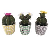 thumbnail of maceta gerberas rojas 16cm 12UND