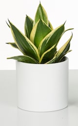 thumbnail of Scheurich Blumentopf aus Keramik,  Farbe: Panna, 33 cm Durchmesser, 29.7 cm hoch, 21.1 l Vol.