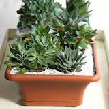 thumbnail of ArtPlast - Vierkante pot van 30 cm met terracotta schotel