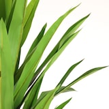 thumbnail of Planta artificial Yuca 160cm | Naturing Monde - Interior
