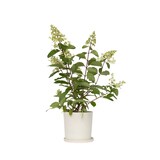 thumbnail of Hortensia paniculé - Hydrangea Pinky Winky Hauteur 25-40cm