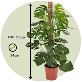thumbnail of Monstera Délicieuse Hauteur 120-130cm