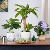 thumbnail of Relaxdays Tonspitzen Bewässerung, 6er Set, Wasserspender für Zimmerpflanzen & Balkonkästen, Gießkegel, terrakotta/grün