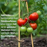 thumbnail of Bambus Splittstäbe 50 cm – Pflanzstäbe Rankhilfe für Garten & Topf