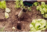 thumbnail of SIENA GARDEN Blumenzwiebelpflanzer  Blumenzwiebel Pflanzautomat,