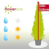 thumbnail of Lebensbaum `Smaragd` C5 - Thuja occidentalis smaragd - Höhe ca. 100-120 cm