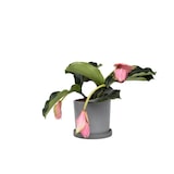 thumbnail of Trosbloem - Medinilla Magnifica Hoogte 40-50cm