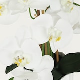 thumbnail of LIGNE DÉCO Orchidée artificielle toucher naturel 60cm