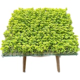 thumbnail of GeckoParete "ULM" | Parete vegetale verde fiori premium | Rivestimento boiserie gastronomia | Montaggio piante artificiali | Pannelli murali muschio