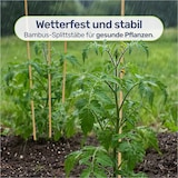 thumbnail of Bambus Splittstäbe 50 cm – Pflanzstäbe Rankhilfe für Garten & Topf