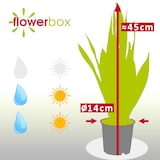thumbnail of Sansevieria trifasciata 'Laurentii' – Robuster Bogenhanf, Luftreiniger, 40 cm hoch, Topf-Ø 14 cm