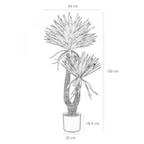 thumbnail of LIGNE DÉCO Yucca artificiel 2 troncs 150cm