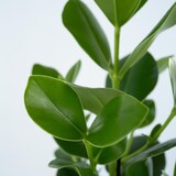 thumbnail of Clusia rosea Princess - Clusia Prinzessin 2er Set Höhe 25-35cm