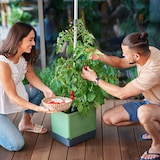 thumbnail of Gusta Garden TOM TOMATO set van 3 donkergroen