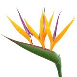 thumbnail of 2er-Set Paradiesvogelblume mit Kunstblüte - Strelitzia Reginae - Höhe ca. 35-40 cm, Topf-Ø 13 cm
