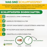 thumbnail of Schlupfwespen gegen Lebensmittelmotten: 3x Lieferungen zur Vollbehandlung / 20