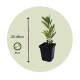 thumbnail of Aardbeiboom - Arbutus Unedo Set van 3 Hoogte 25-40cm
