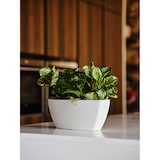 thumbnail of Teraplast glanzende rechthoekige kunststof plantenbak Sunrise cm 36 - wit