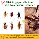 thumbnail of Kakerlaken / Schaben Falle mit Spezial-Lockstoff: 15