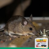 thumbnail of Mäuseköder-Depot mit Schlagfalle für Haus und Garten: 4 Stück