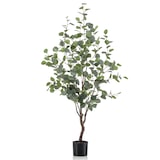 thumbnail of Árbol EUCALYPTUS. Alrura: 120 cm.