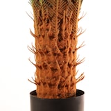 thumbnail of Piante artificiali Naturing Monde Cyca 105cm